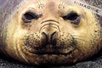 Southern Elephant Seal (Mirounga leonina) photo