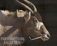 Addax , Marwell Zoo , Hampshire , England stock photo