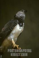 Harpy Eagle ( brazilian name : Gavi