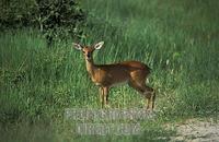 Steenbok , Raphicerus campestris , Hwange National Park , Zimbabwe stock photo