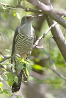 Oriental or Common cuckoo C20D 03210.jpg