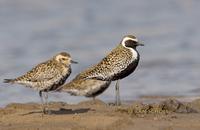 Pacific golden plover C20D 02352.jpg