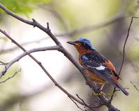 White-throated rock thrush C20D 03906.jpg