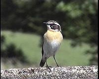 Brambornicek hnedy (Saxicola rubetra)