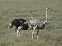 Common Ostrich p.2
