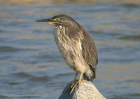 Striated Heron Butorides striatus 검은댕기해오라기