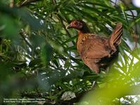 Red Junglefowl (female)