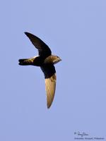 House Swift Apus affinis