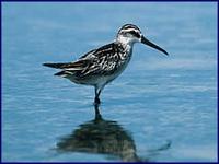 Broad-billed Sandpiper- Limicola falcinellus