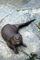 Spotted necked otter (Lutra maculicollis)