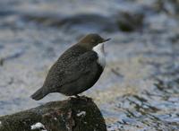 Dipper (Cinclus cinclus)