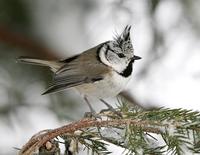 Crested Tit (Parus cristatus)