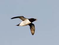 Razorbill (Alca torda)