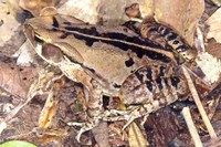 : Bufo crucifer