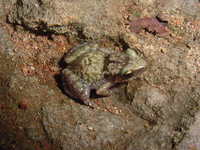 : Eleutherodactylus etheridgei