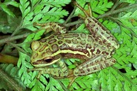 : Hypsiboas semiguttatus