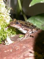 : Kassina senegalensis; Senegal Kassina