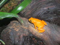 : Mantella aurantiaca