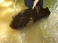 : Necturus maculosus; Mudpuppy