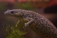 : Pleurodeles poireti; Algerian Newt