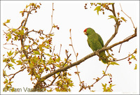 : Amazona finschi; Lilac-crowned Parrot