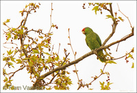 : Amazona finschi; Lilac-crowned Parrot