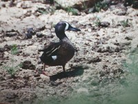 : Anas discors; Blue-winged Teal