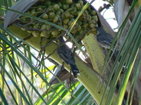 : Anthochaera lunulata; Little Wattlebird