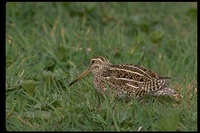 : Gallinago paraguaiae; South American Snipe