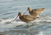 : Limosa fedoa; Marbled Godwit