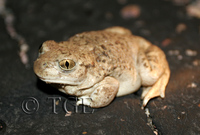 : Spea multiplicata; Mexican Spadefoot