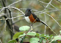 : Pipilo maculatus; Spotted Towhee