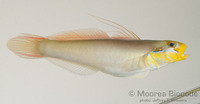 : Valenciennea strigata