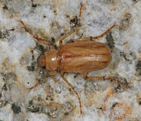 : Coenonycha lurida