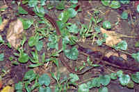 : Dendrophidion percarinatum