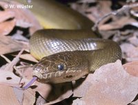 : Liasis fuscus; Water Python