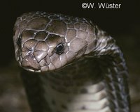 : Naja oxiana; Central Asian Cobra