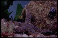 : Pisaster giganteus; Sea Star