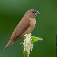 Chesnut Munia (Immature) Scientific name: Lonchura atricapilla