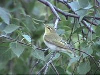 piecuszek Phylloscopus trochilus