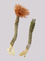 Sabellida