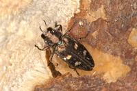 Chrysobothris igniventris