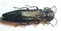 Agrilus betuleti