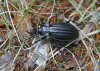 Carabus canaliculatus