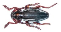 Dorcadion anatolicum