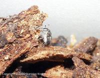 Oprohinus suturalis