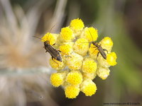 Oedemera barbara