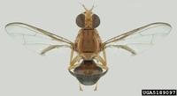 Bactrocera tryoni