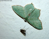 Thalera fimbrialis - Sussex Emerald