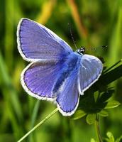 Polyommatus icarus - Common Blue